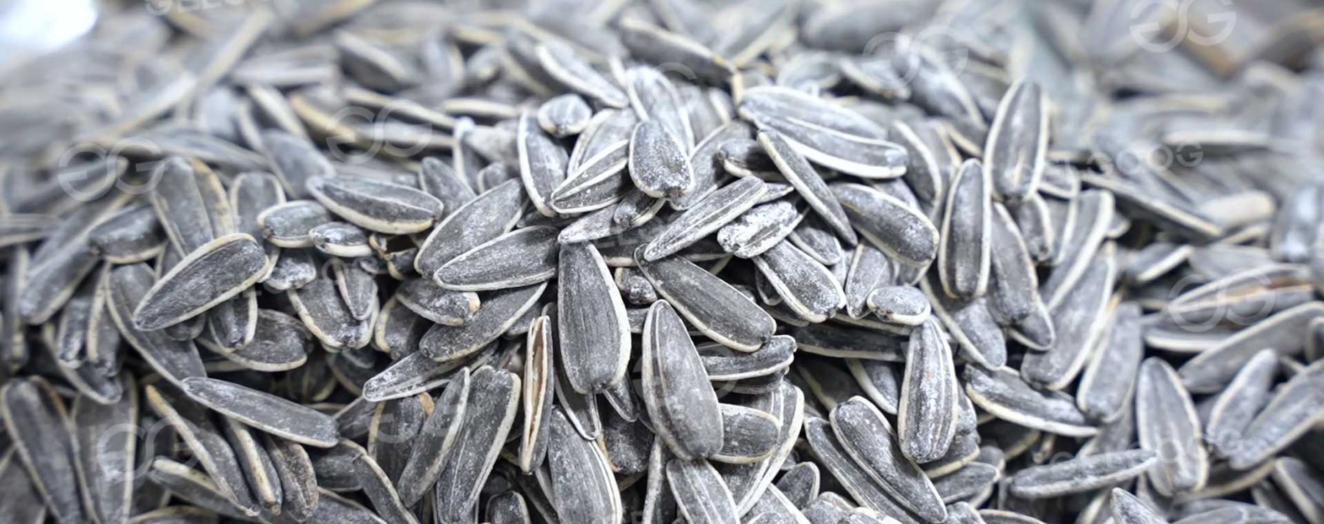 Banner de línea de semillas de girasol.jpg